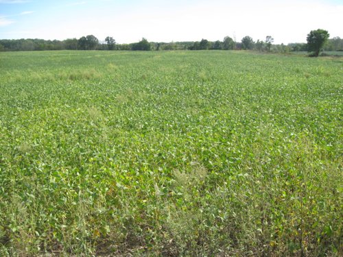 Property photo 37 - 110+/- Acres offered in 4 Tillable Tracts